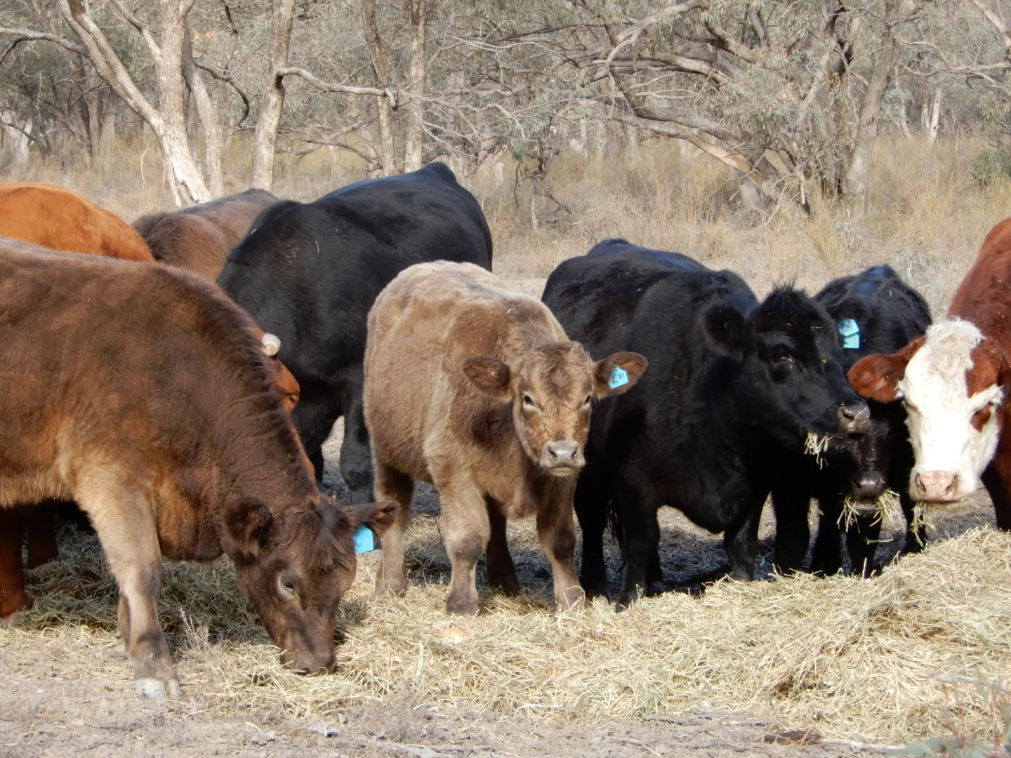 Additional image 50 of 'Wetuppa' 245 Fisher Lane, Wetuppa NSW 2734