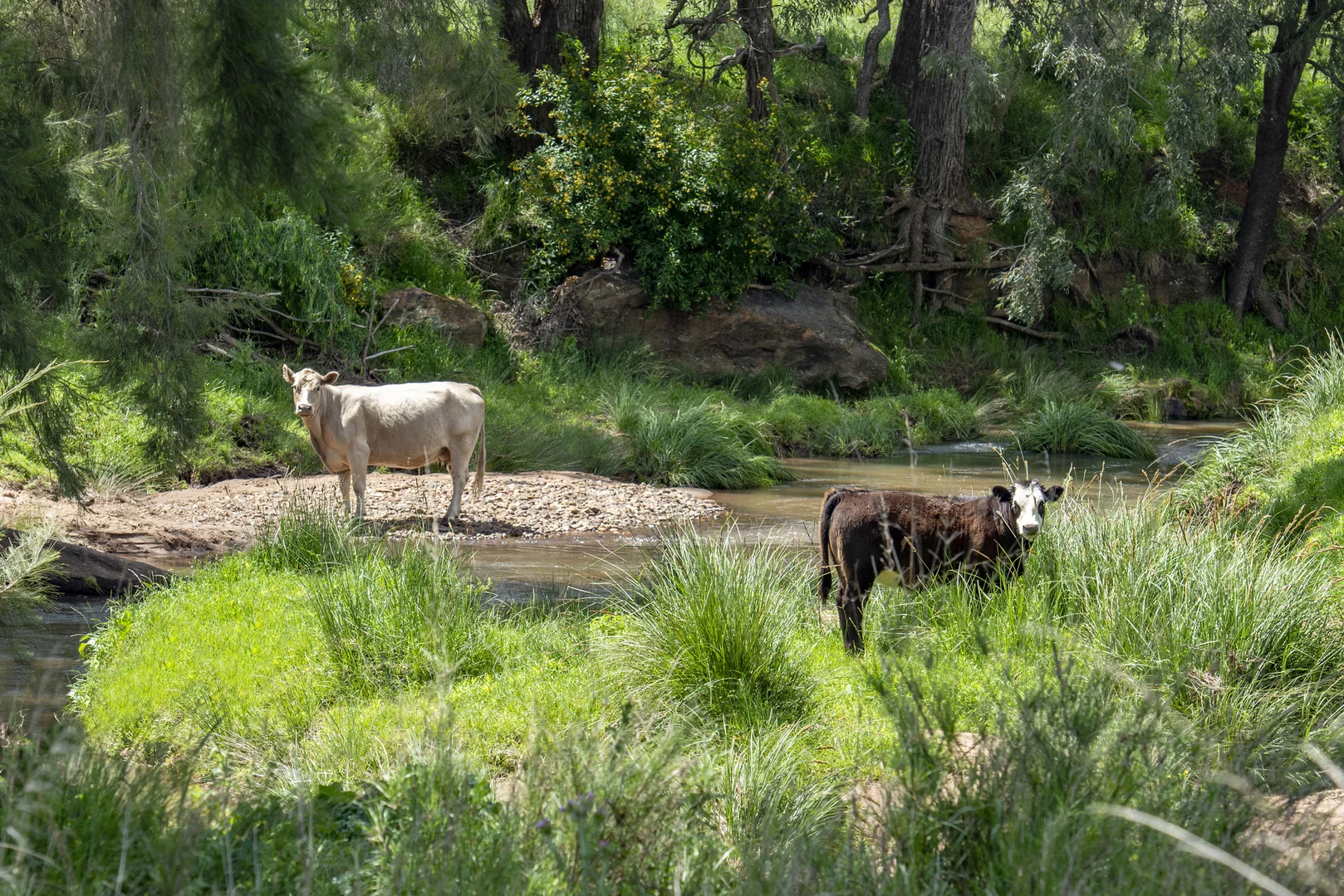 Additional image 14 of 1124 WARKTON ROAD, Coonabarabran NSW 2357
