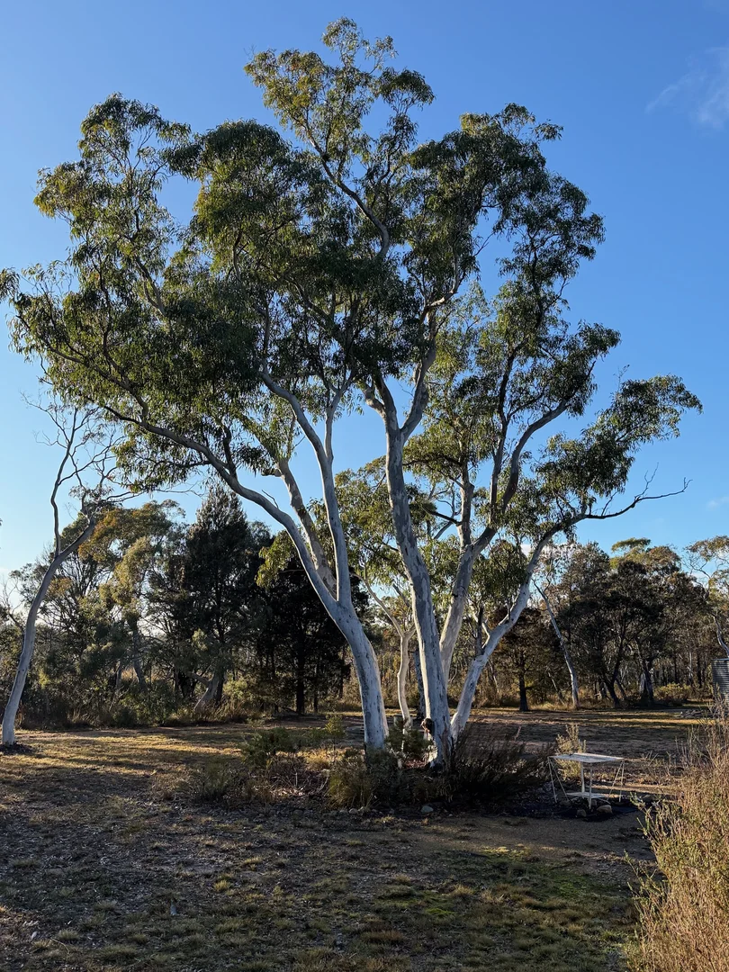 Additional image 39 of 385 Foxs Elbow Road, Braidwood NSW 2622