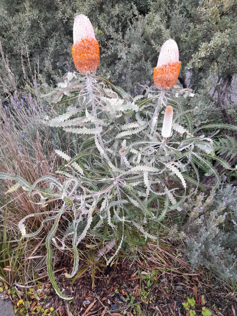 Additional image 16 of 49 Louis Road, Venus Bay VIC 3956