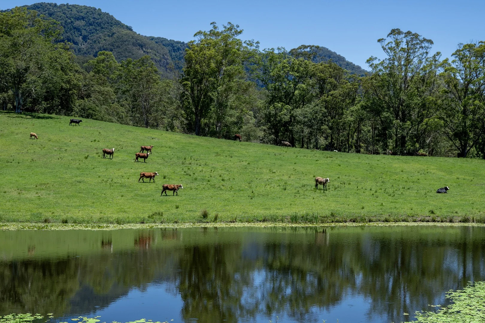 148 Pine Log Road, Doon Doon NSW 2484
