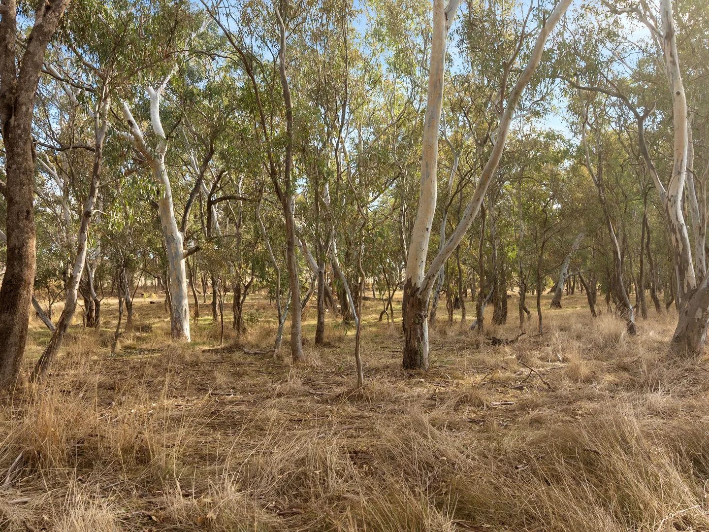 Additional image 6 of Lot 1 Bassett Lane, Seymour VIC 3660