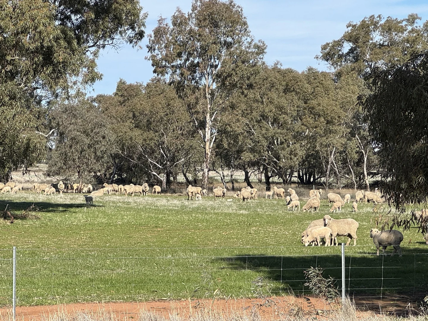 Additional image 36 of Berrigan Oaklands Road, Berrigan NSW 2712