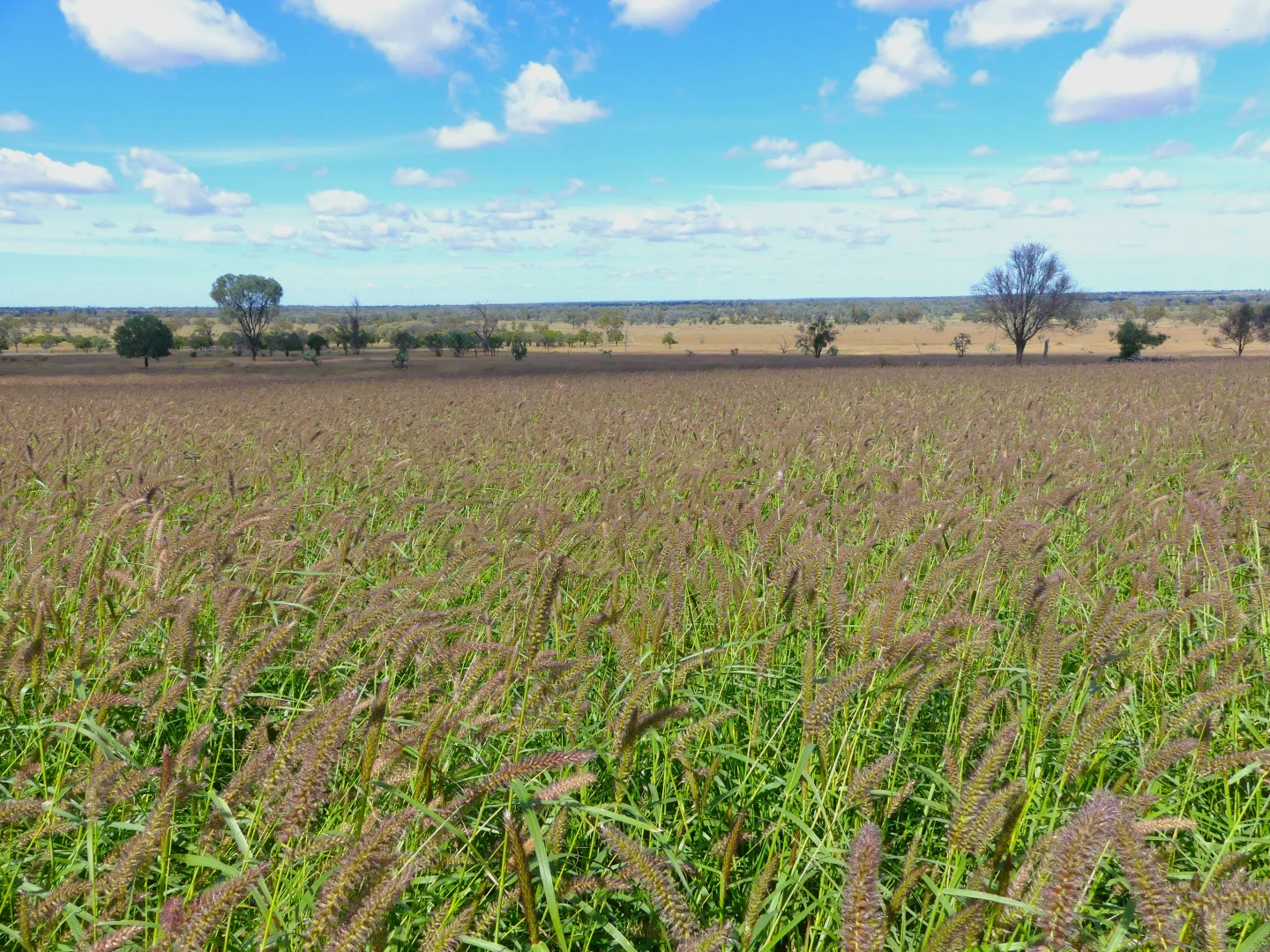 Additional image 3 of 'Glencoe' 28547 Carnarvon Highway, Roma QLD 4455