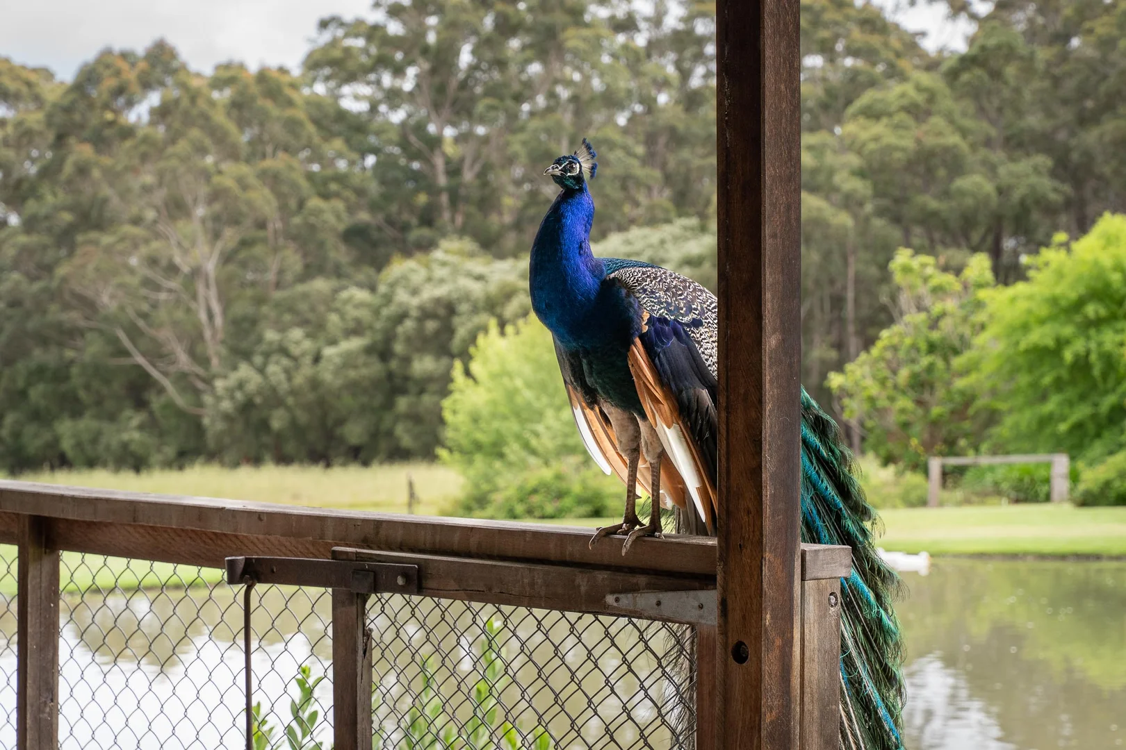 Additional image 85 of 250 Tinks Road, Quinninup WA 6258