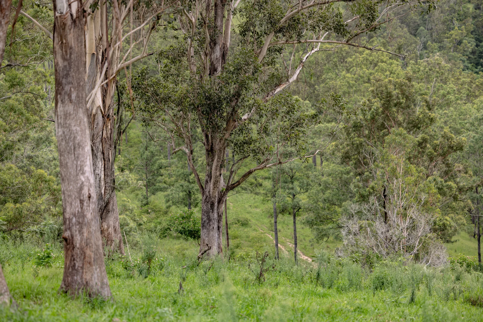 Additional image 19 of 141 Khatambuhl Creek Road, Mount George NSW 2424