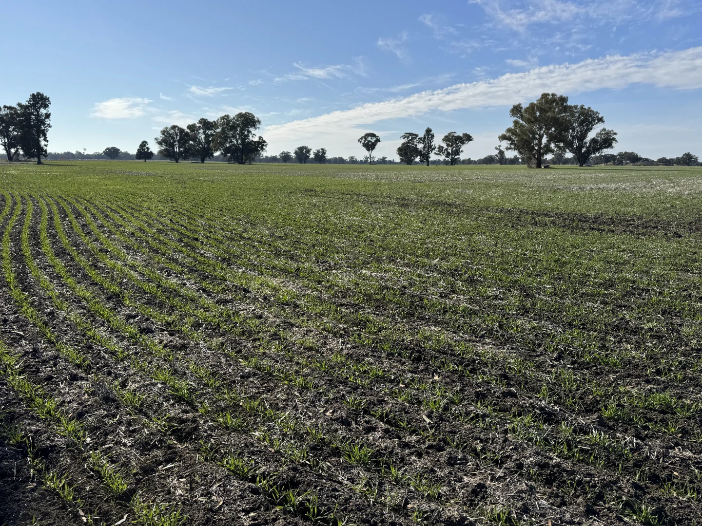 Additional image 27 of Berrigan Oaklands Road, Berrigan NSW 2712