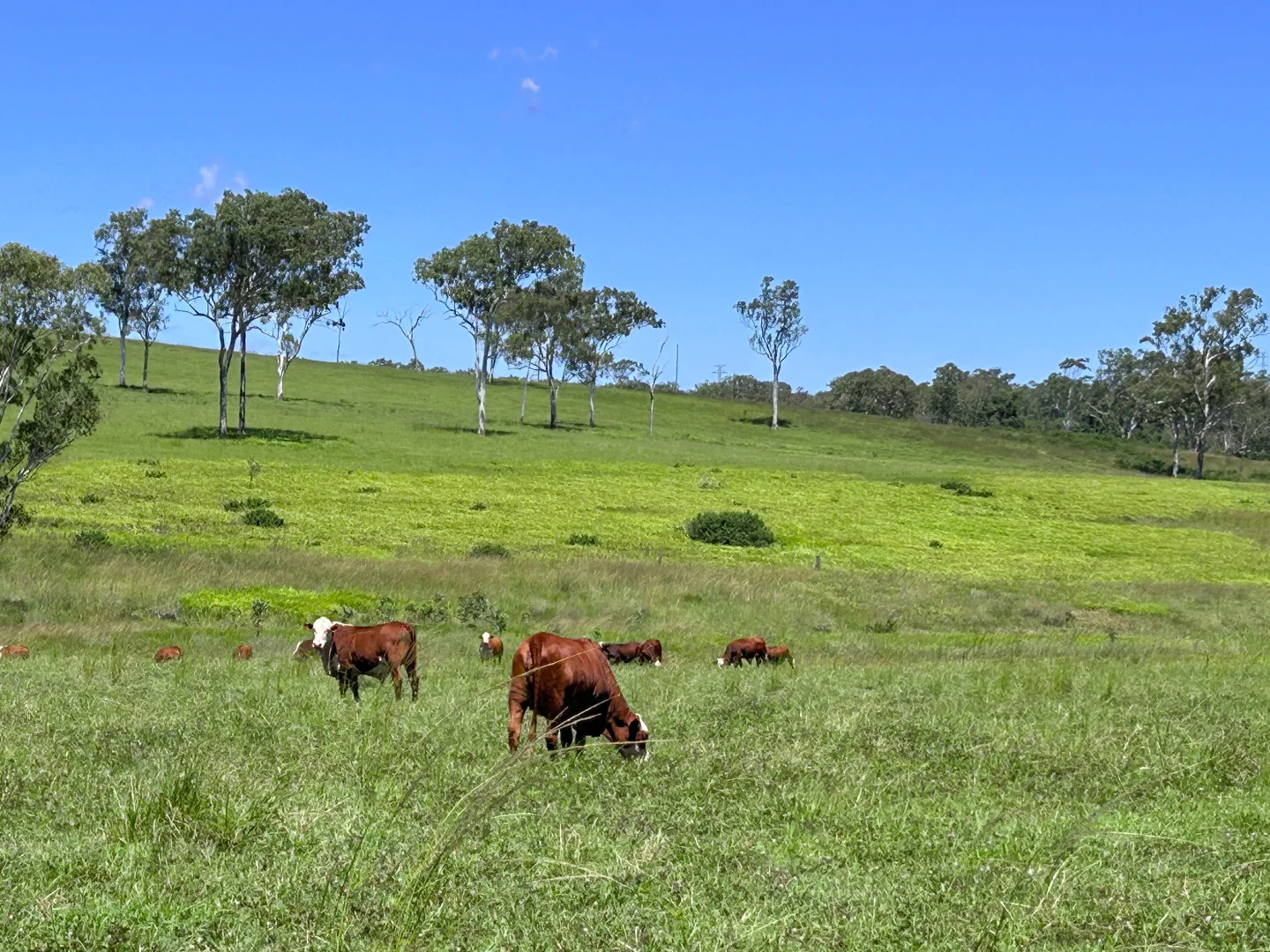 Additional image 14 of 2617 Mount Fox Road, Mount Fox QLD 4850