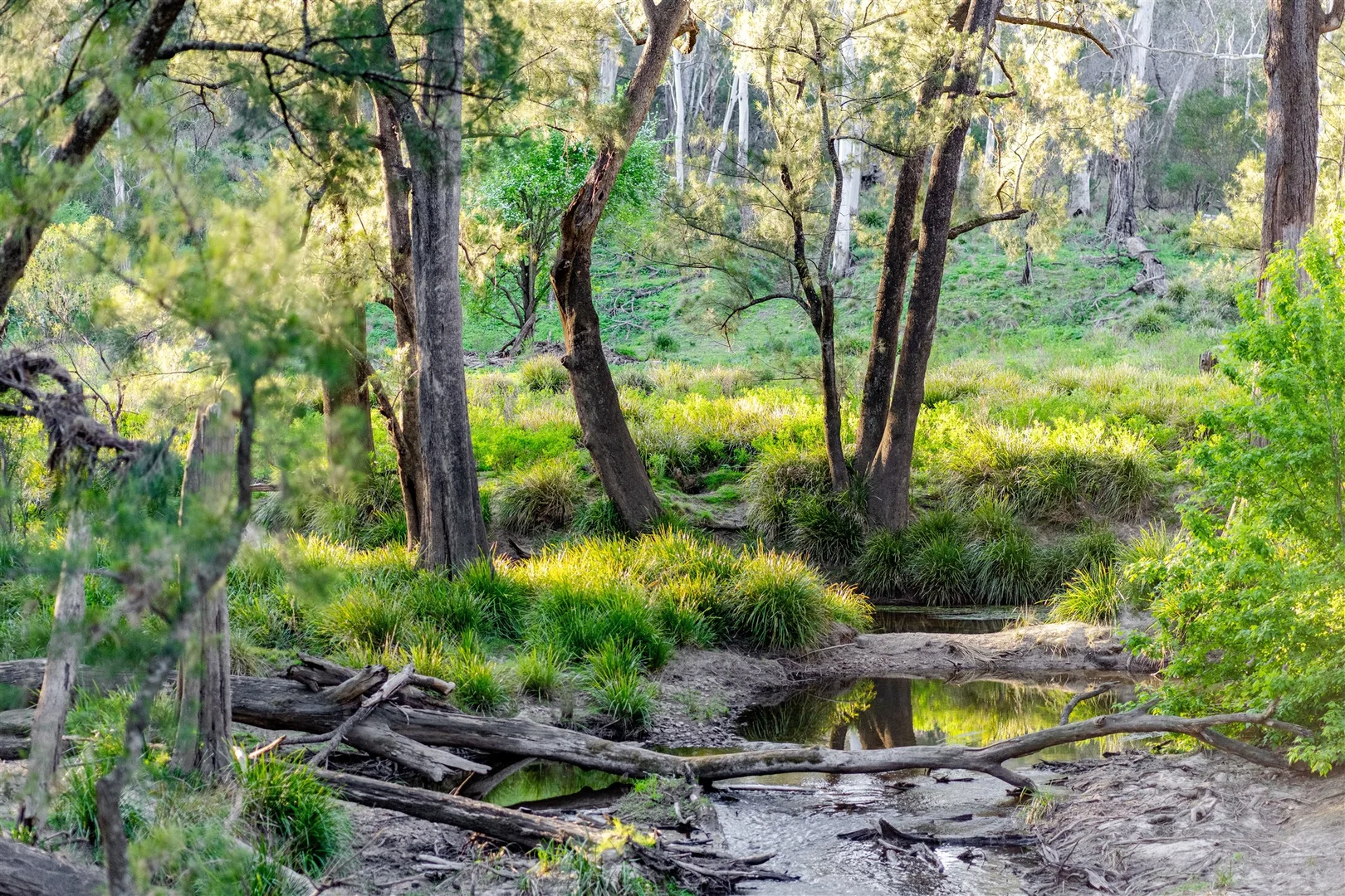 Additional image 39 of Belanglo NSW 2577