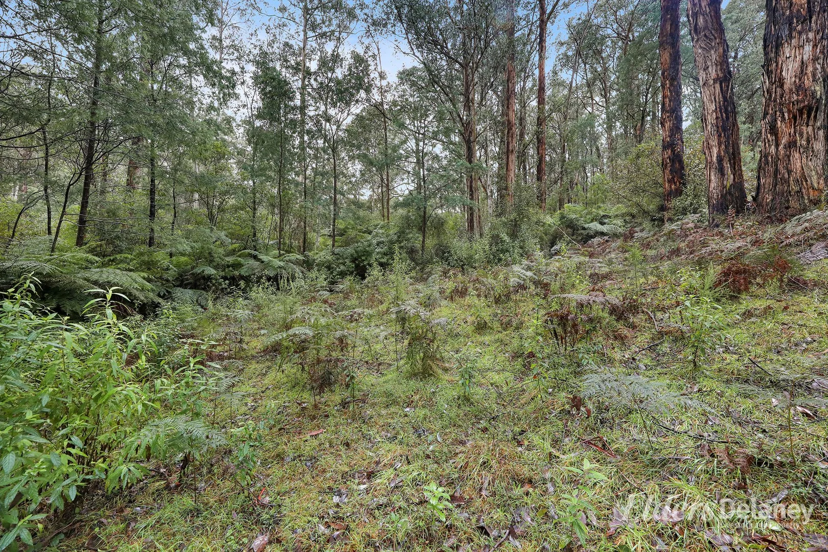 Additional image 22 of 134 Duggan North Road, Fumina VIC 3825