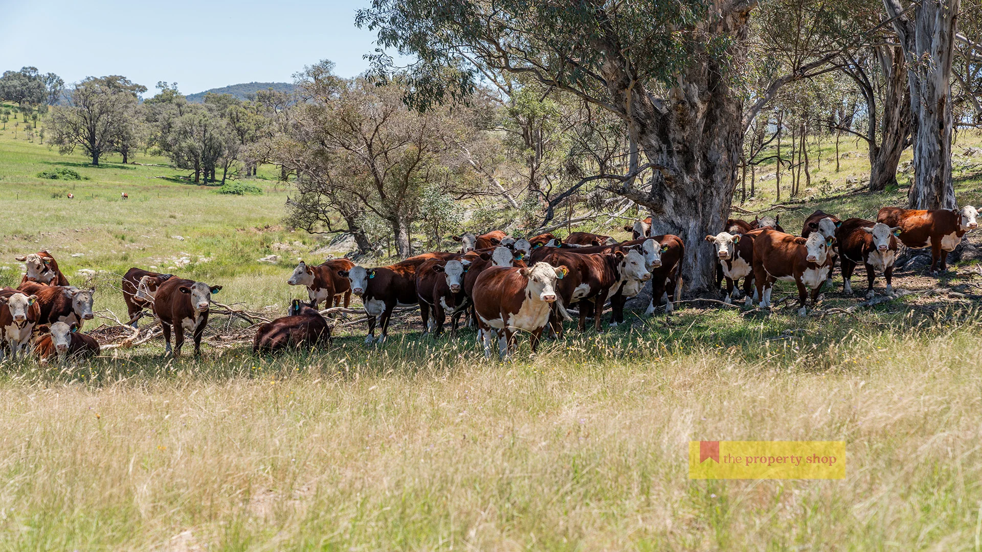 Additional image 15 of 735 Kaludabah Road, Mudgee NSW 2850