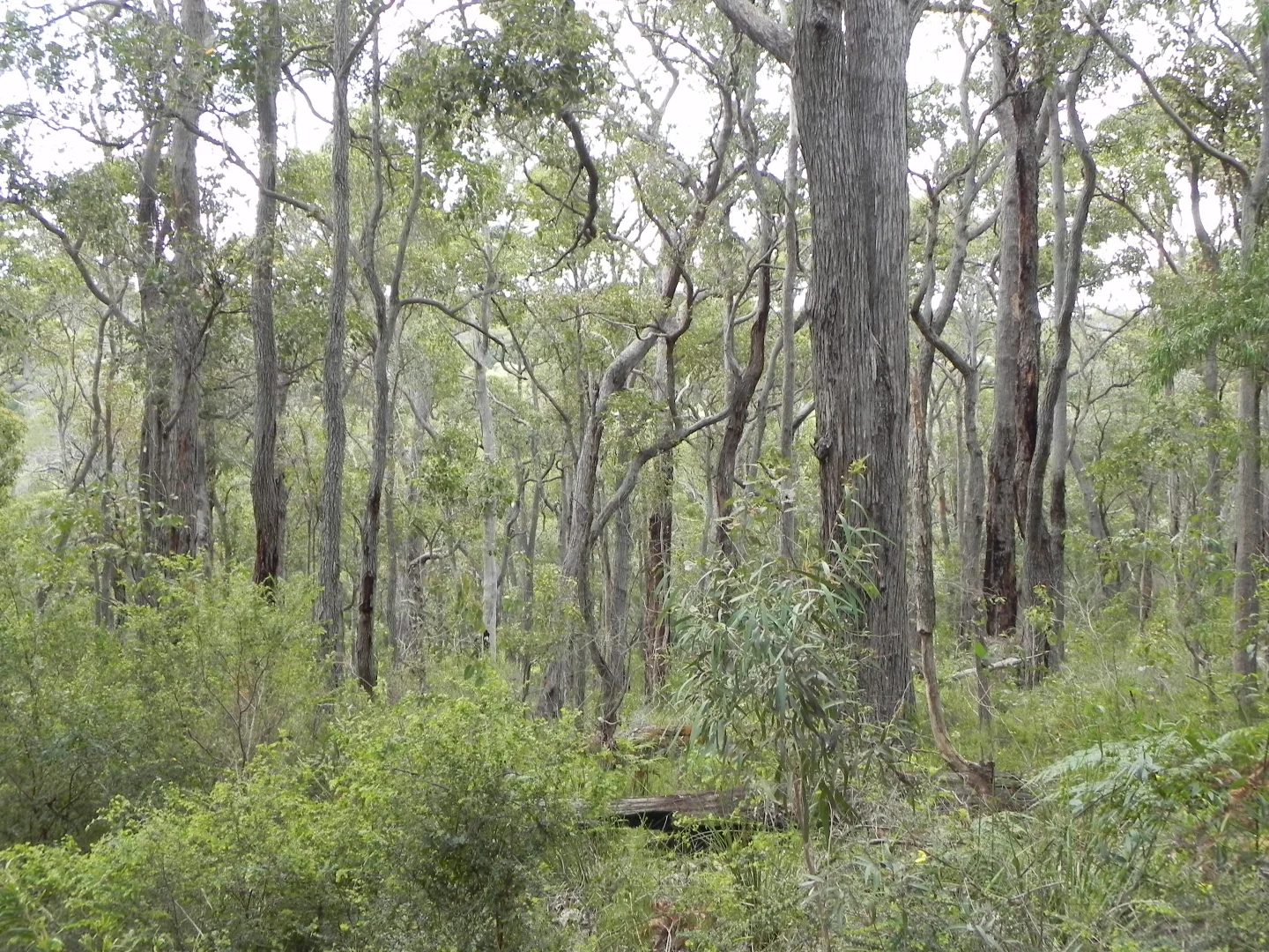 Additional image 37 of Lot PL 2/1120 Wildwood Road, Yallingup Siding WA 6282