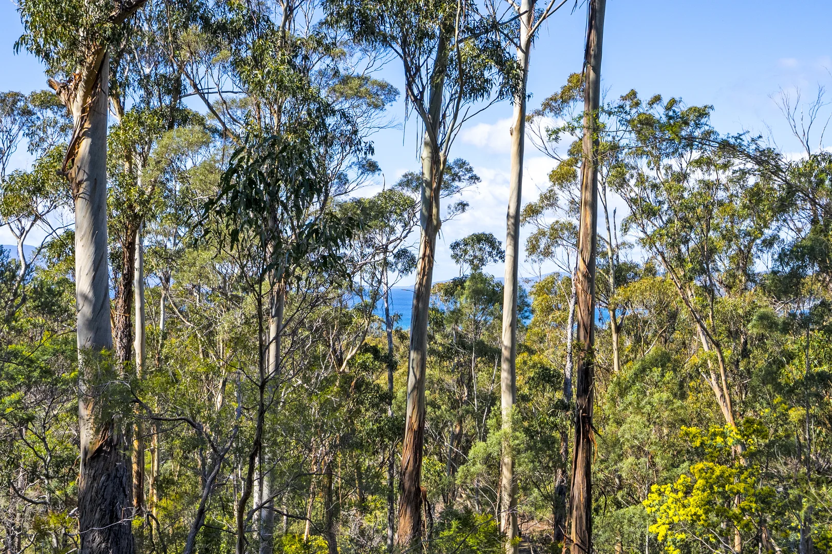 Additional image 17 of 196 Alma Road, Orford TAS 7190