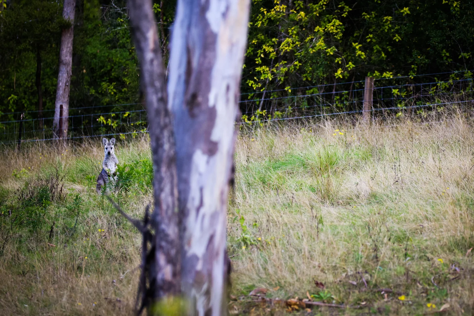 Additional image 46 of 159 Donalds Range Road, Razorback NSW 2571