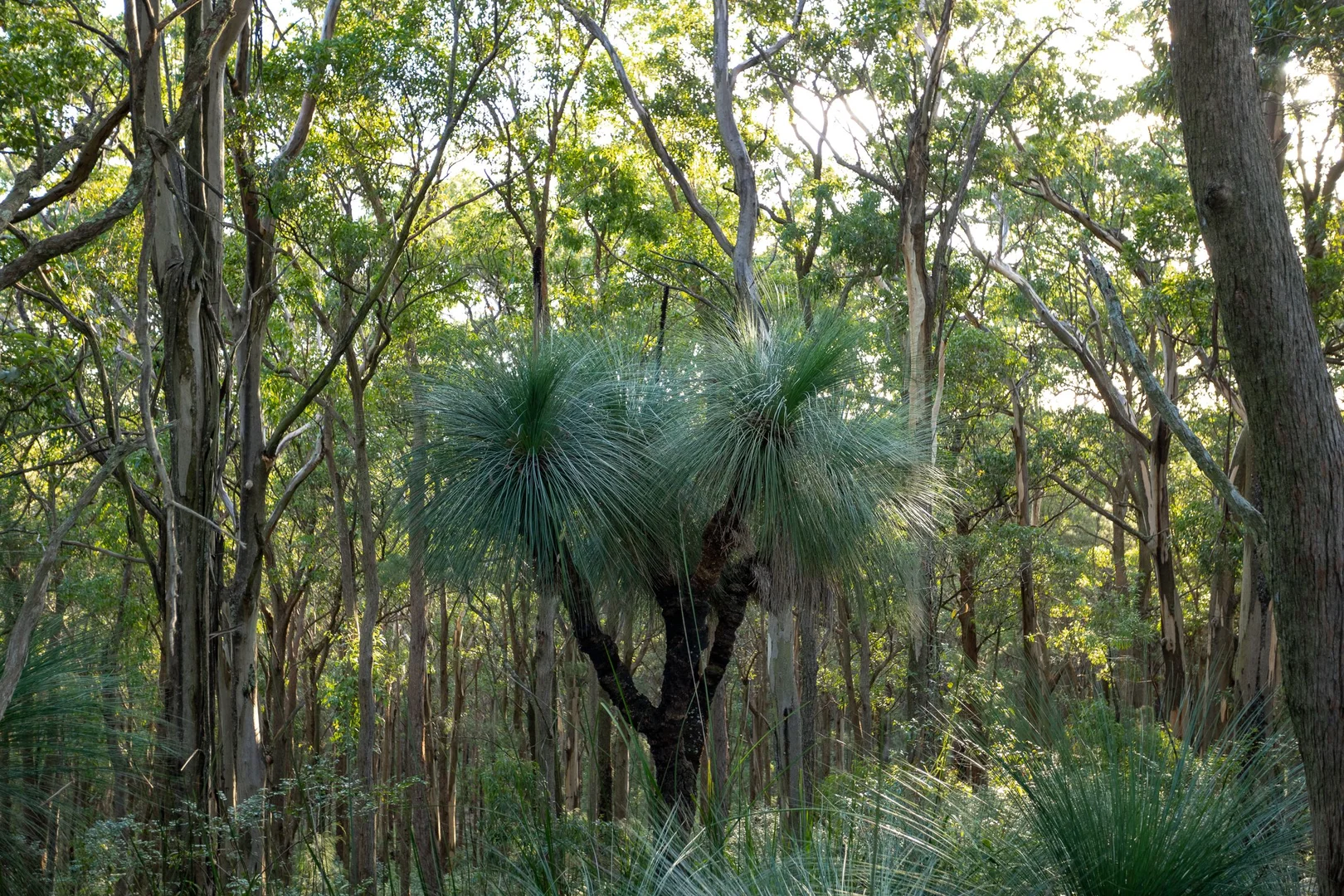 Additional image 9 of 706 MOONABUNG ROAD, Vacy NSW 2421