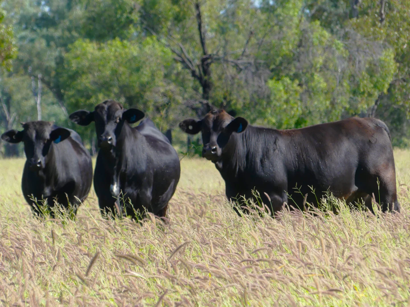 Additional image 4 of 'Glencoe' 28547 Carnarvon Highway, Roma QLD 4455