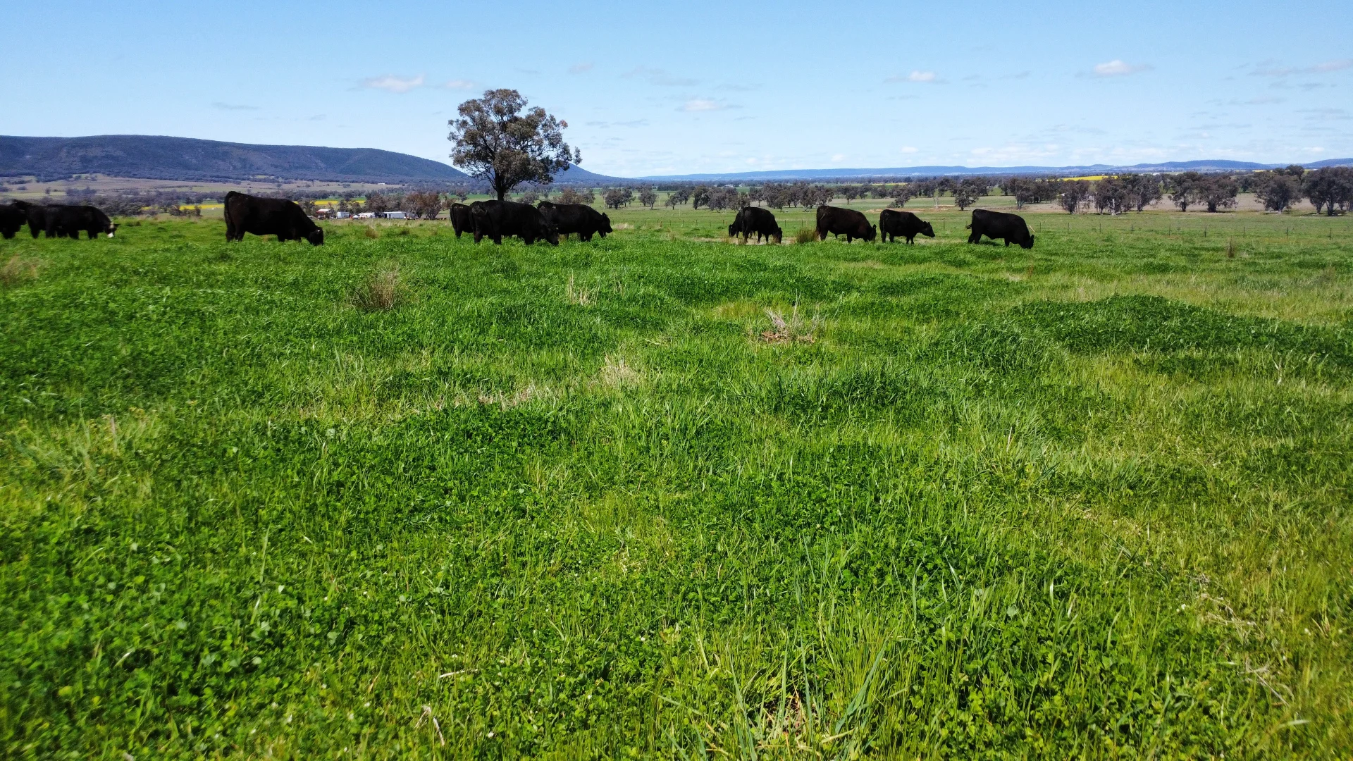 Additional image 33 of Young NSW 2594