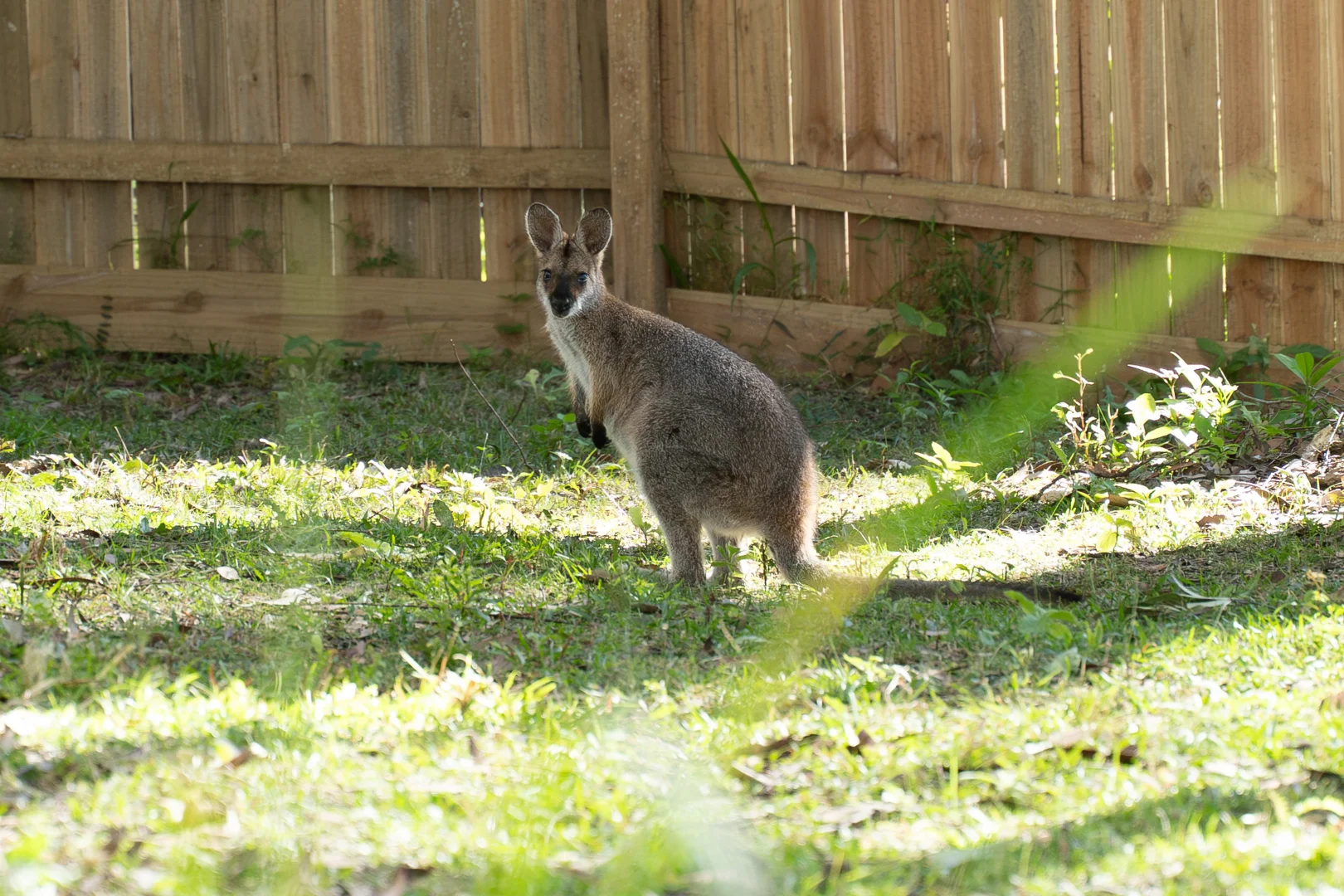 Additional image 10 of 76 Maso Road, Repentance Creek NSW 2480