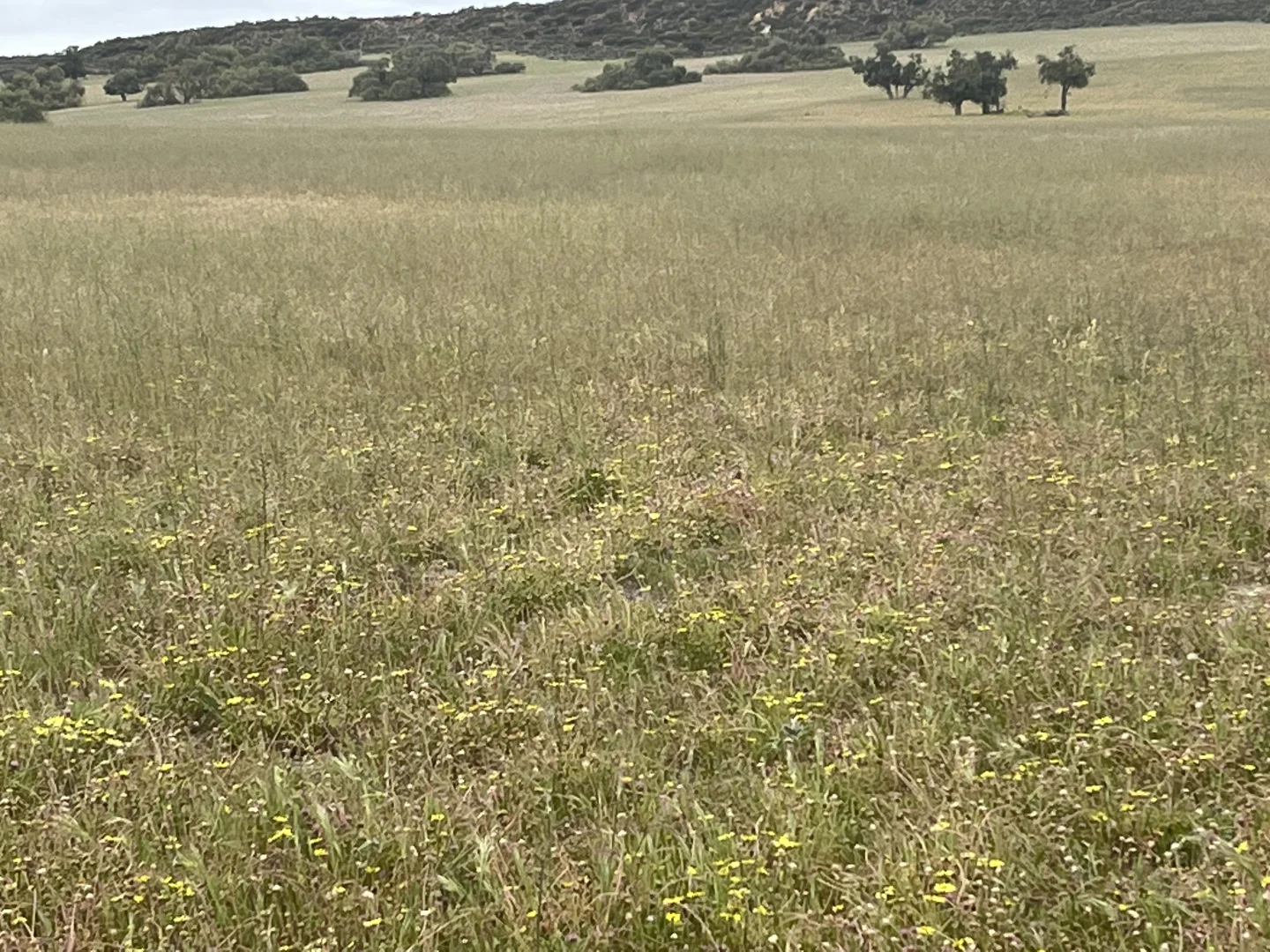 Additional image 21 of Lot 100 First North Road, Kadathinni WA 6519