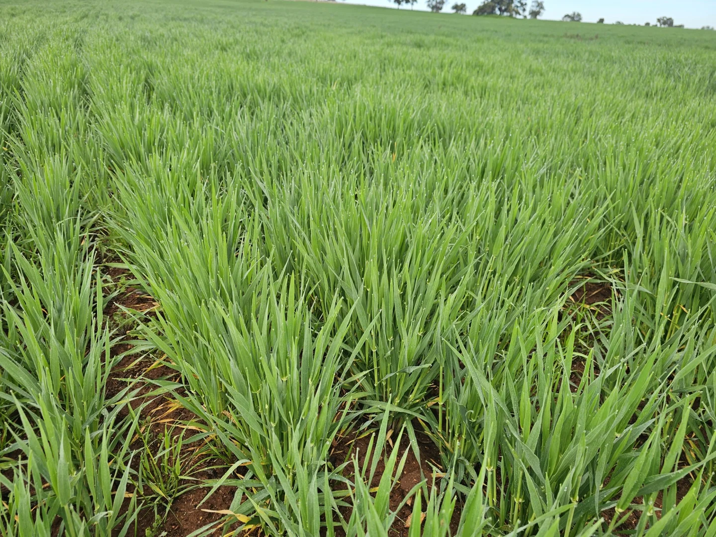 Additional image 2 of 492 Eremeran Road, Condobolin NSW 2877