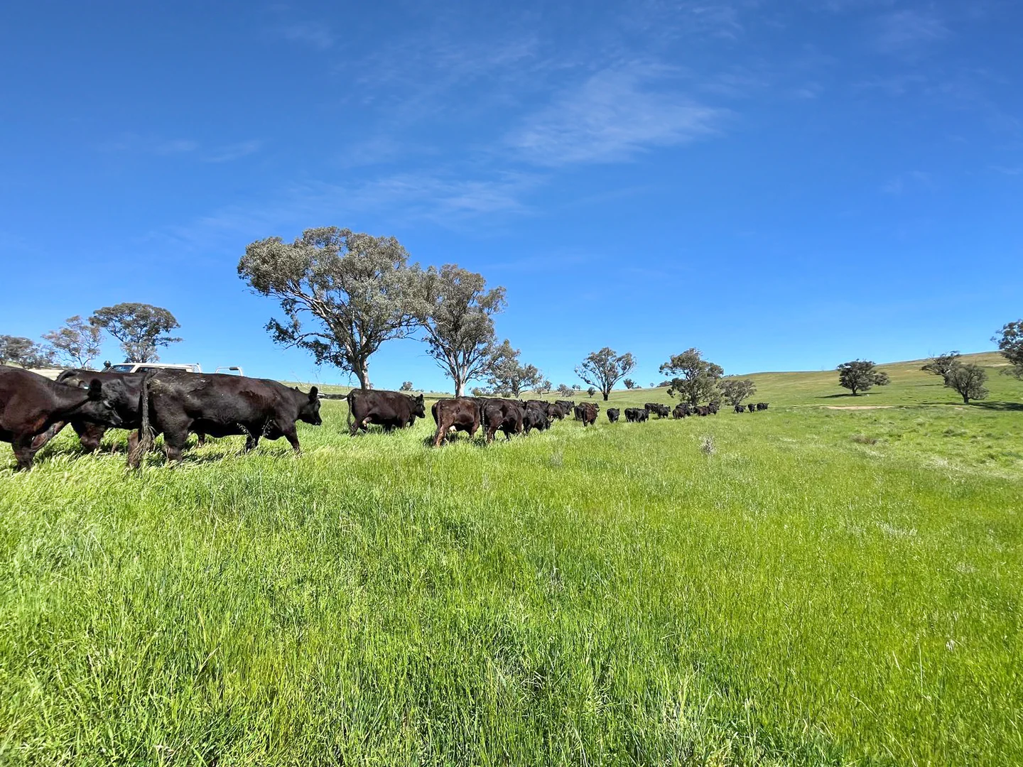 Additional image 17 of 'horse Gully' Old Waugoola Road, Woodstock NSW 2793