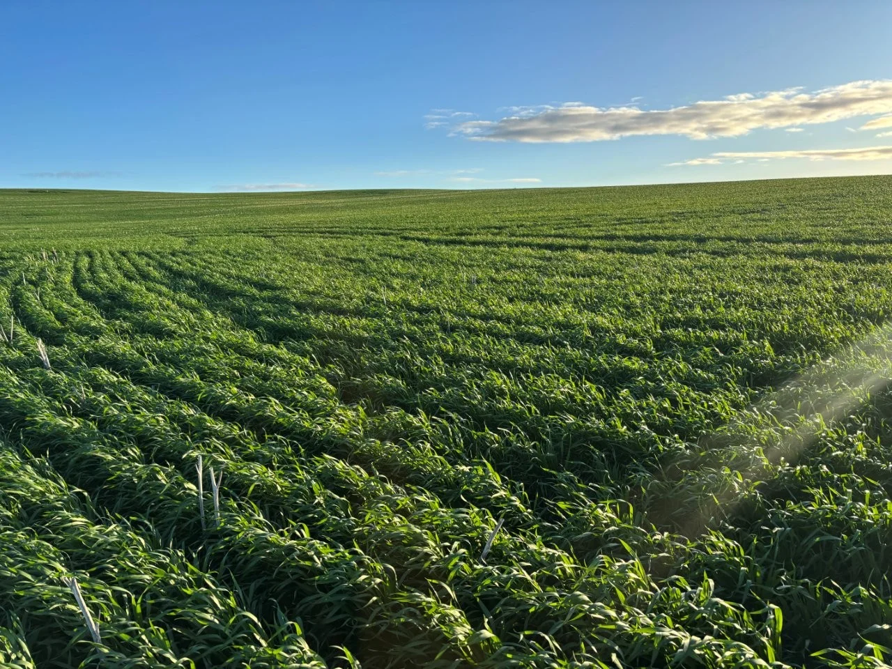 Additional image 35 of Lot 5 McAvaney Lane, Whites Flat SA 5607