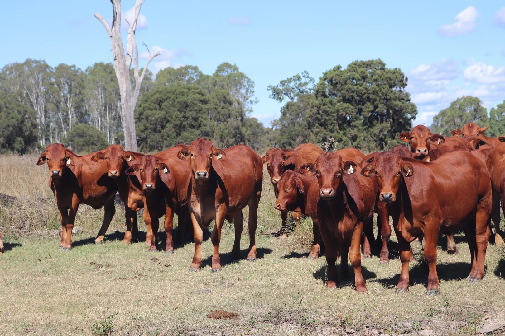 Additional image 2 of 789 Coppin Road, Mungungo QLD 4630