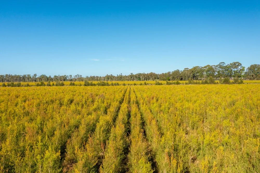 Additional image 3 of 77 SHORELINE DRIVE, North Shore NSW 2444