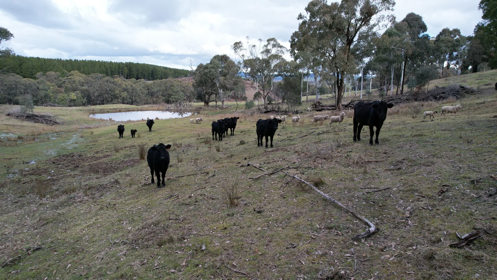 Lots 1, 4, 7 Glenroy Hills Road, Tumbarumba NSW 2653
