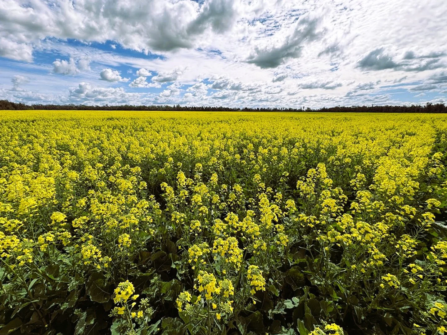 Additional image 4 of 18833 Gore Highway, Goondiwindi QLD 4390