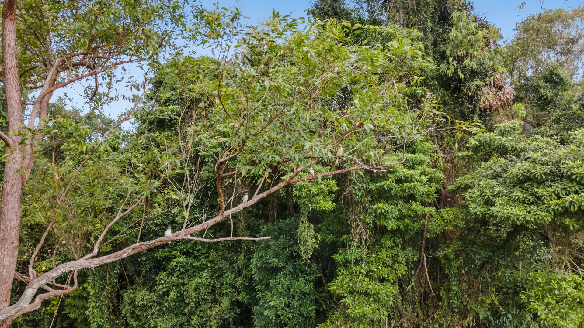 Additional image 5 of 11 Powell Place, Bentley Park QLD 4869