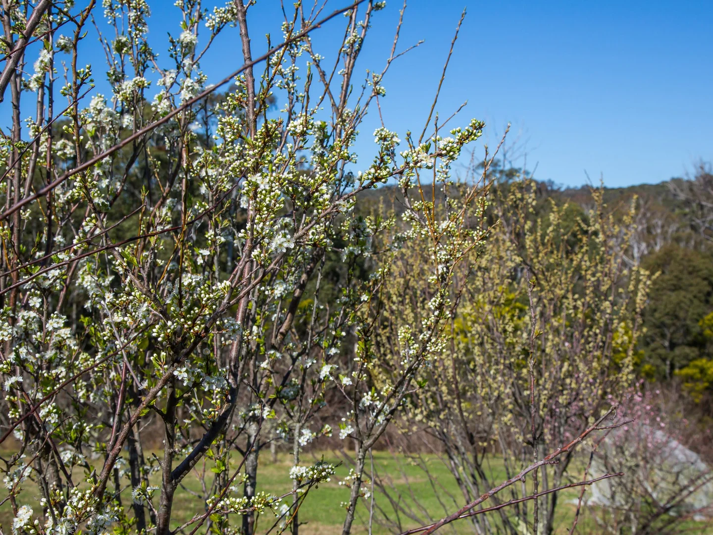 Additional image 16 of 170 Wattle Flats Road, Canyonleigh NSW 2577