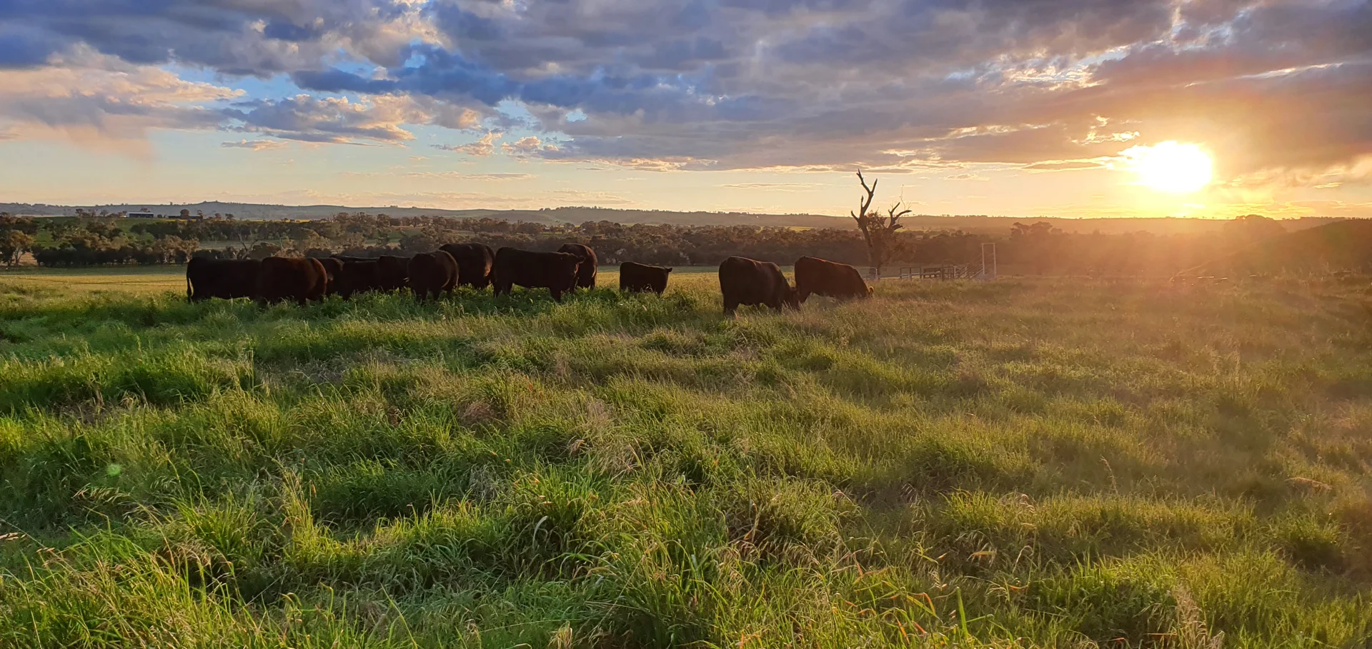 Additional image 18 of Young NSW 2594