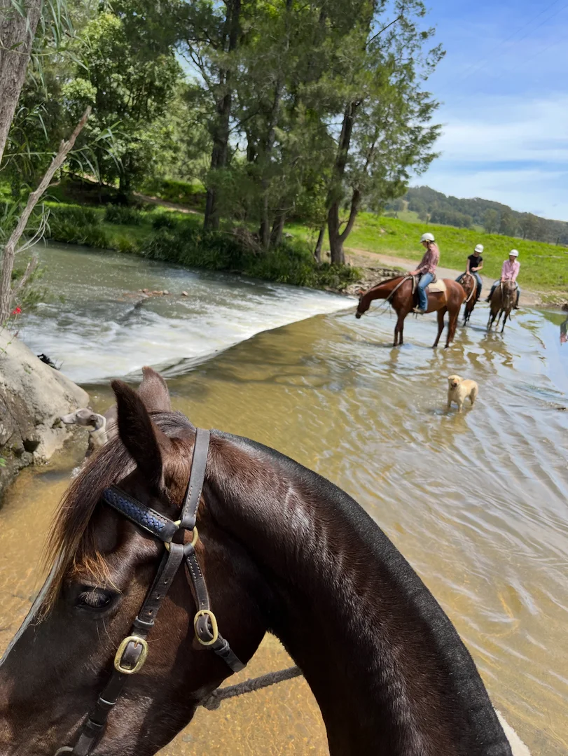 Additional image 27 of 1301 Chichester Dam Road, Bandon Grove, Via, Dungog NSW 2420