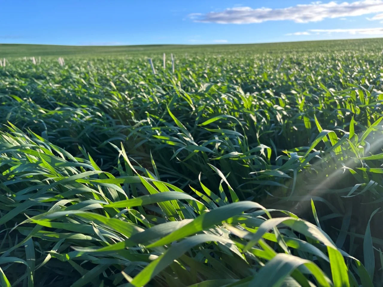 Additional image 25 of Lot 5 McAvaney Lane, Whites Flat SA 5607