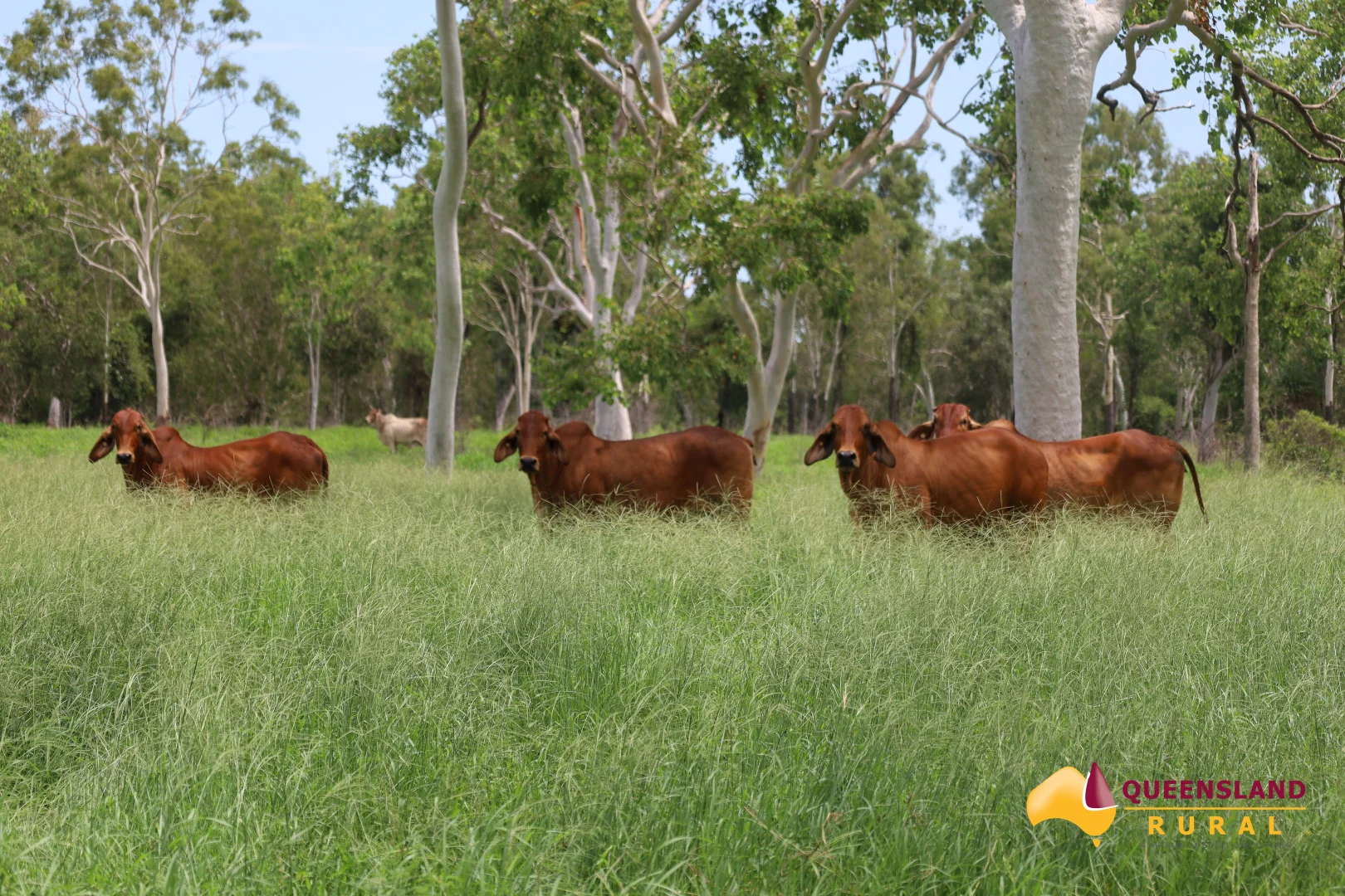 Ayr QLD 4807 photo 4