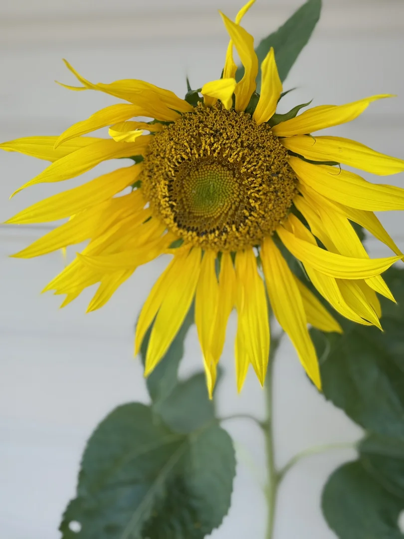 Additional image 50 of 385 Foxs Elbow Road, Braidwood NSW 2622