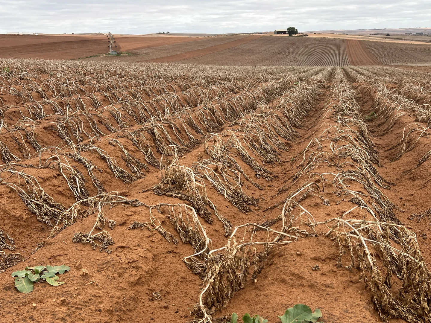 Additional image 8 of 66 Morrell Road, Bowhill SA 5238