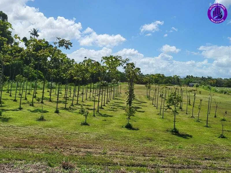 Additional image 8 of 9 Andy Sorbello Road, Silky Oak QLD 4854