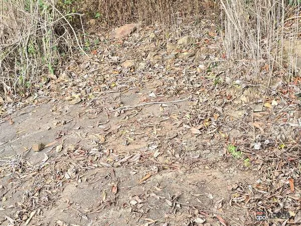 Additional image 6 of 3228 Rossville Bloomfield Road, Bloomfield QLD 4895