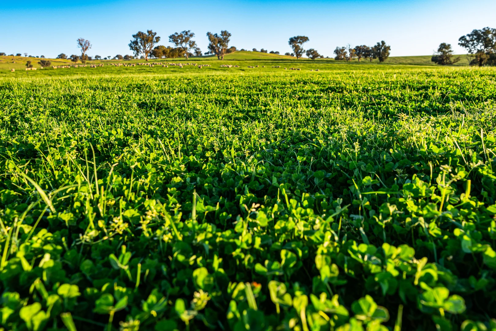 Additional image 11 of Lot 1/279 & Lot 2/281 Jingellic Road, Holbrook NSW 2644