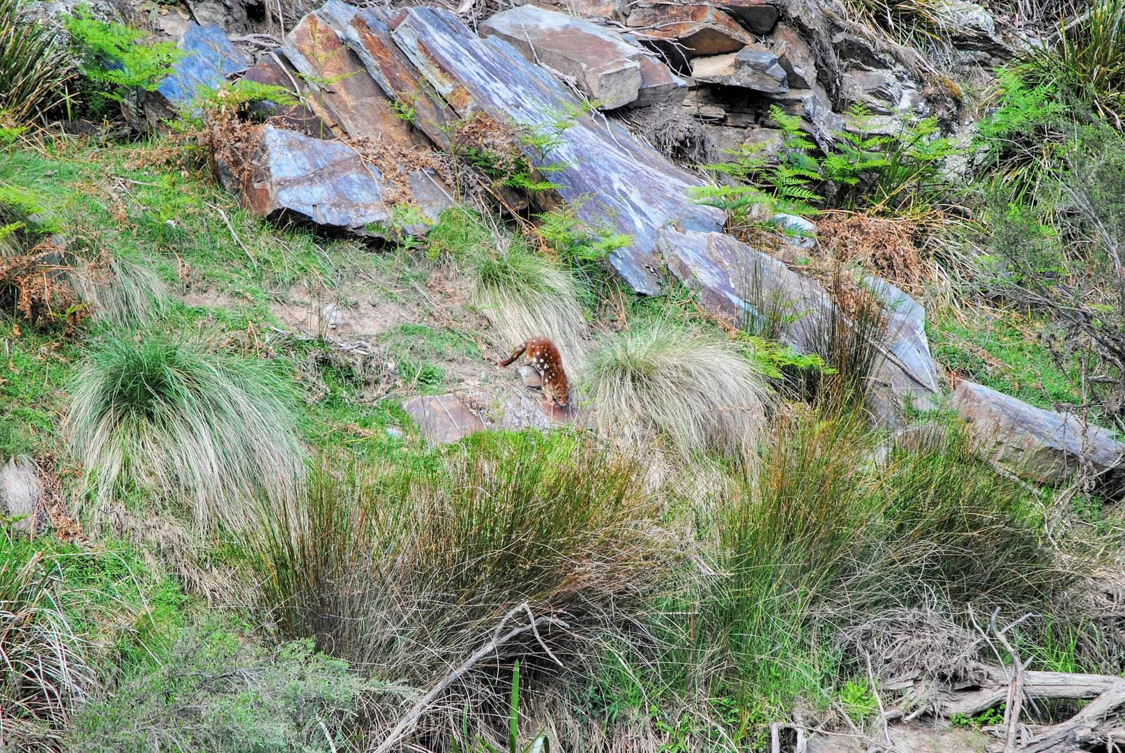 Additional image 25 of 1100 Quidong Road, Merriangaah NSW 2632