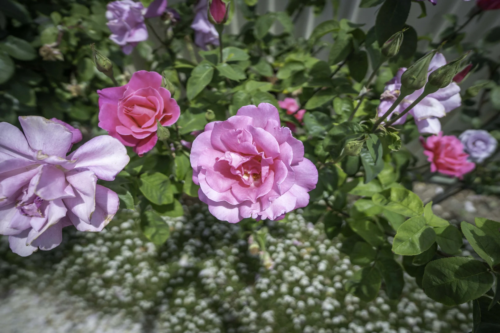 Additional image 21 of 5 Regia Court, Portland VIC 3305