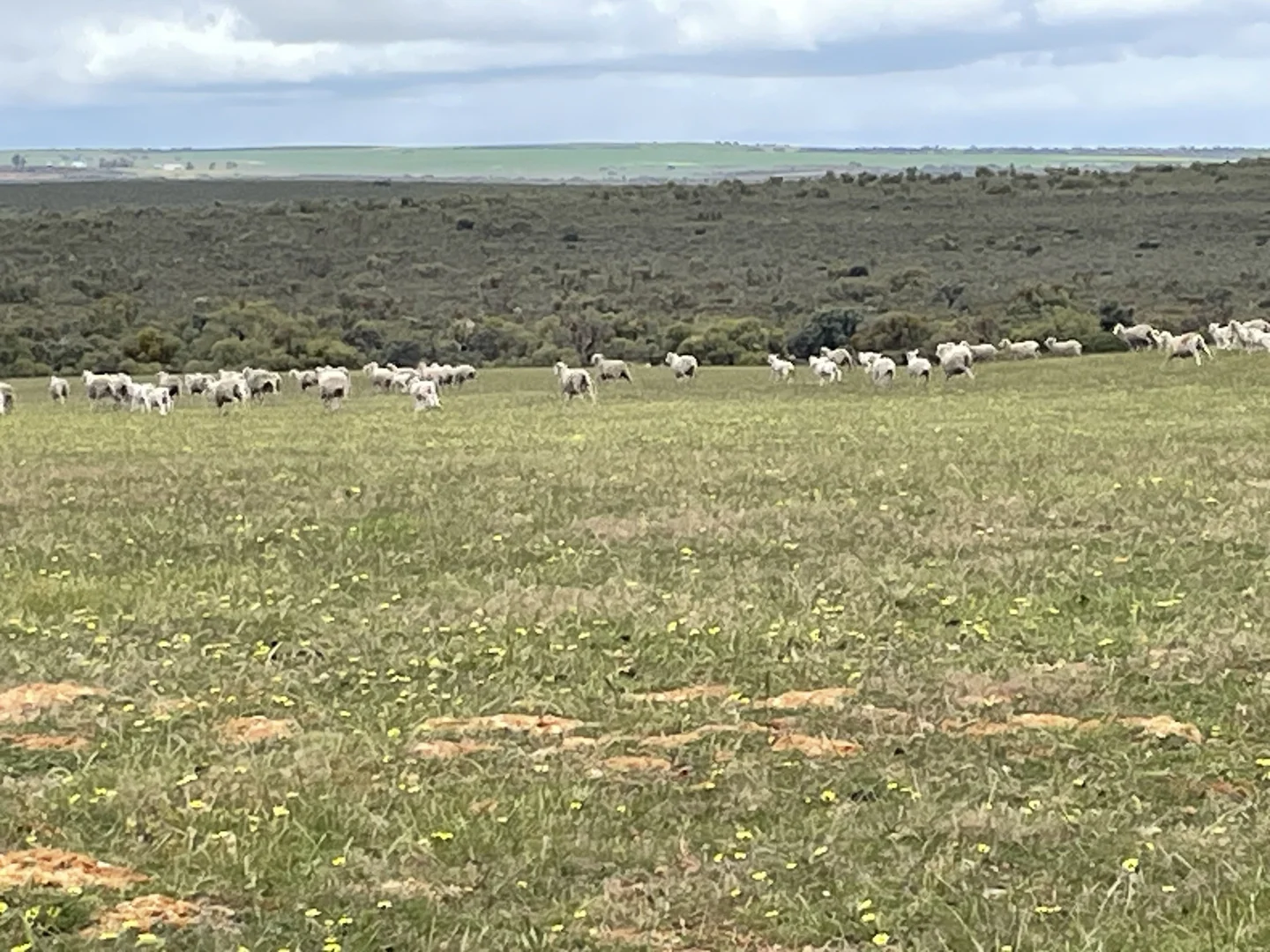 Additional image 3 of Lot 100 First North Road, Kadathinni WA 6519