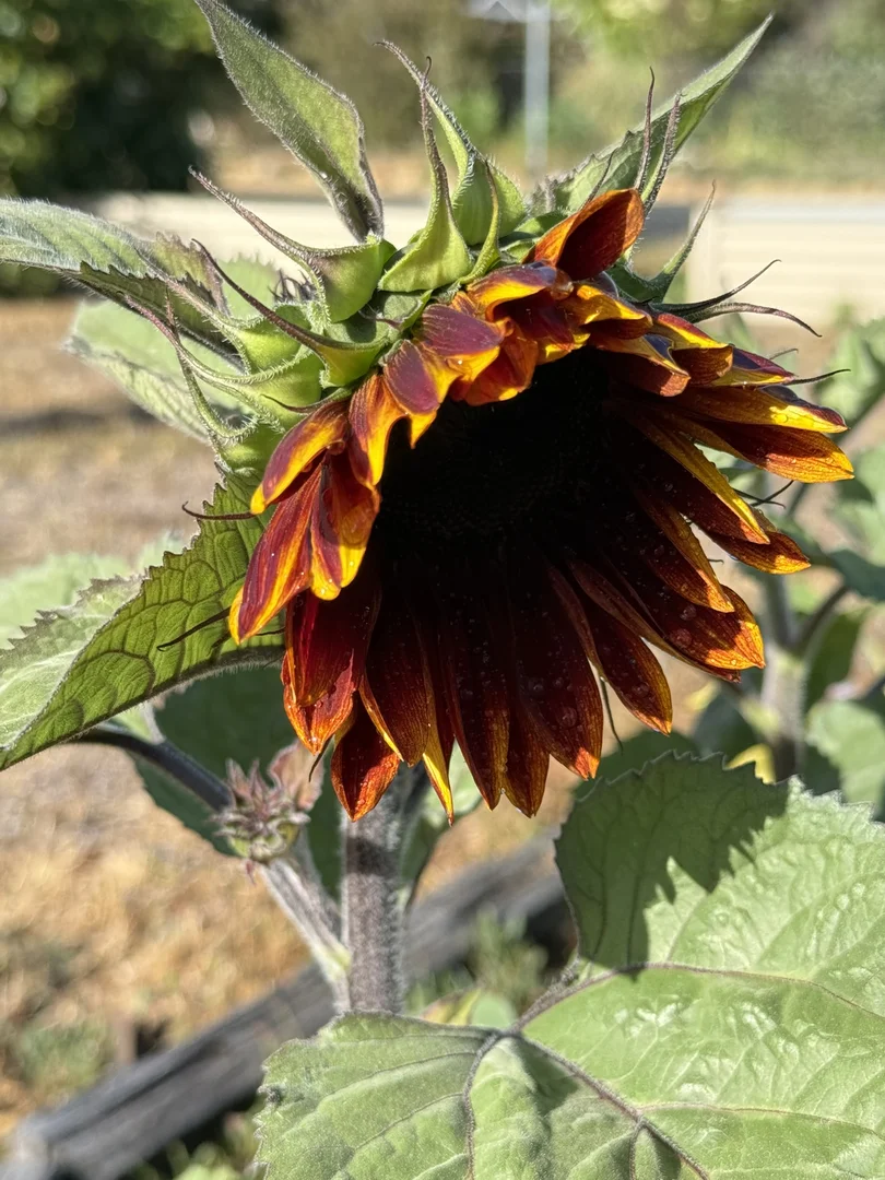 Additional image 53 of 385 Foxs Elbow Road, Braidwood NSW 2622