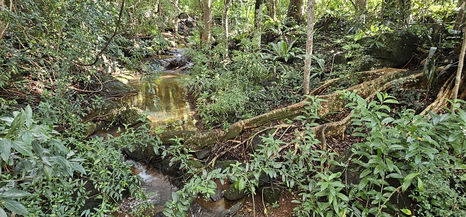 Additional image 18 of 81 Shaws Lane, Alstonville NSW 2477