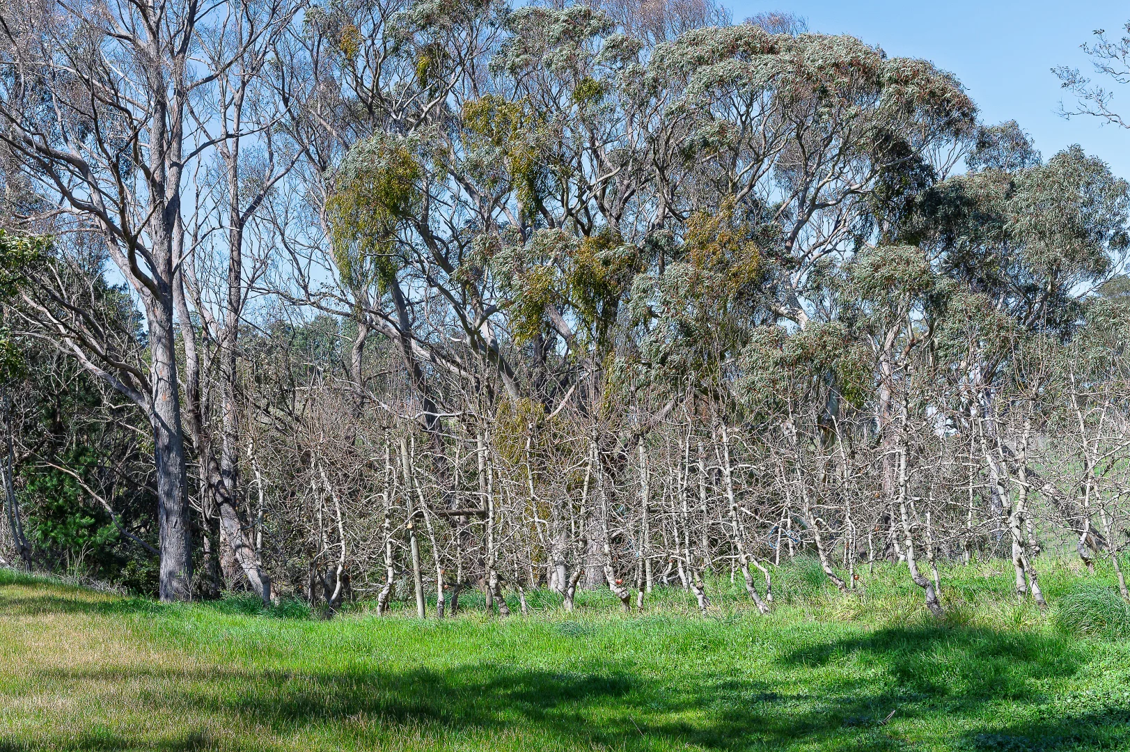 Additional image 12 of Lot 201 Tiers Road, Lenswood SA 5240