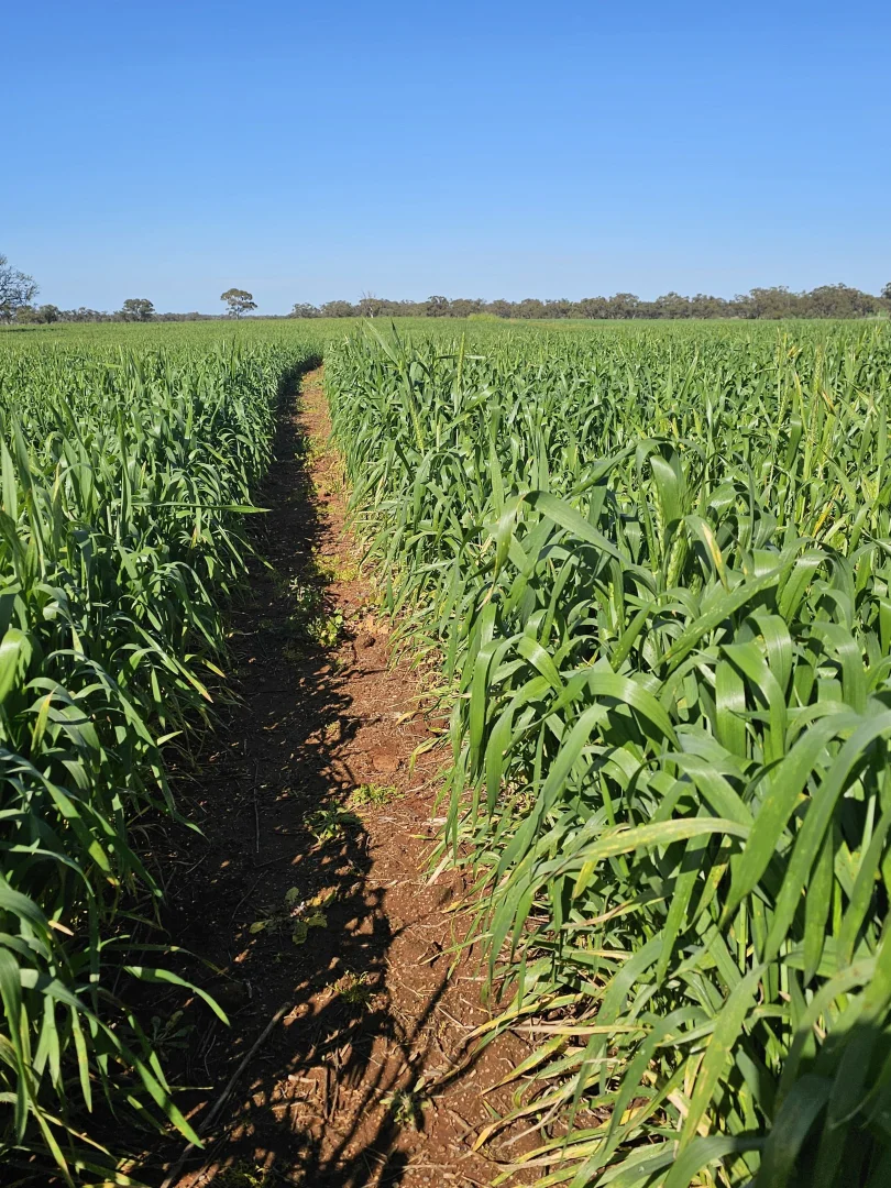 Additional image 40 of 492 Eremeran Road, Condobolin NSW 2877