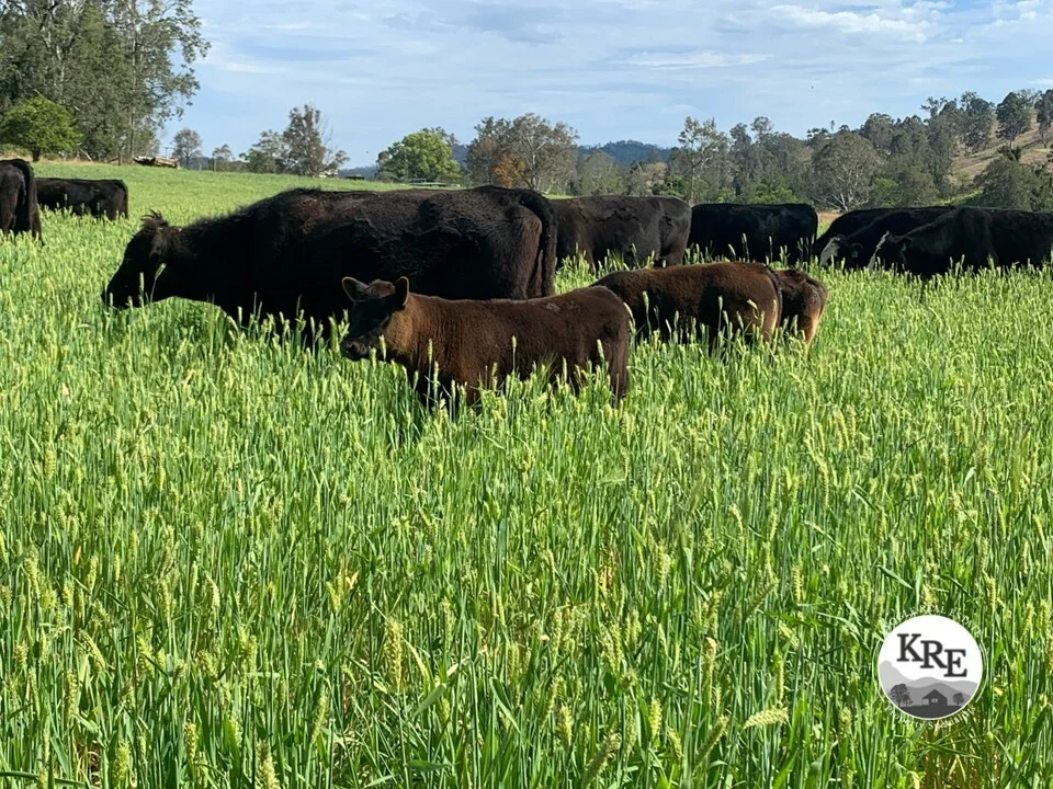 1050 Afterlee Rd, Eden Creek NSW 2474