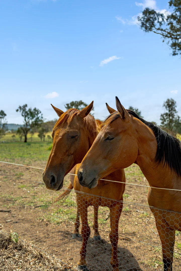 Additional image 95 of 14 Avonley Road, Majura ACT 2609